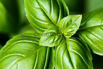 Fresh basil leaves (detail)