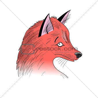  portrait of Fox