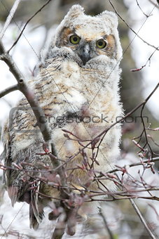 baby great horned owl