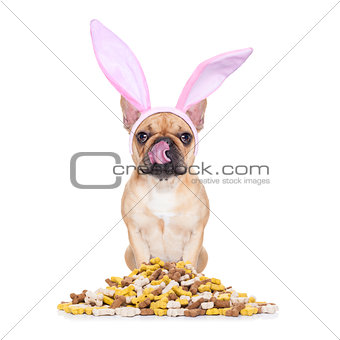 easter bunny hungry dog