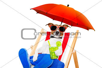 dog beach  cocktail
