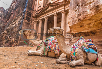 Bedouin camel rests near the treasury Al Khazneh