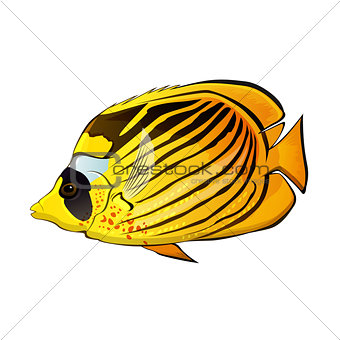 Butterfly fish Illustration