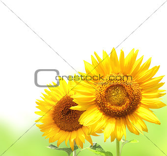 Bright yellow sunflowers 