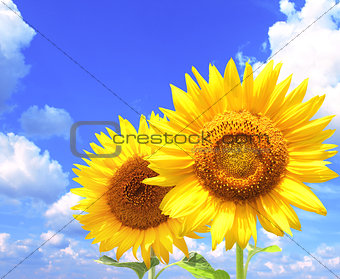 Bright yellow sunflowers 