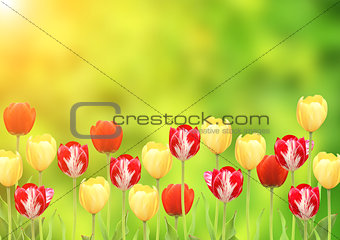 Flowers of a tulips