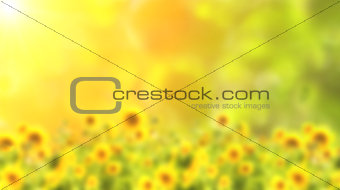 Blurred background with sunflowers