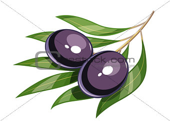 Pair of black olive vector illustration eps10