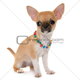 puppy shorthair chihuahua