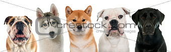 five purebred dogs
