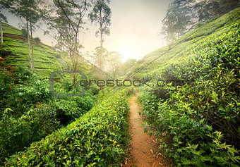Footpath in tea plantation