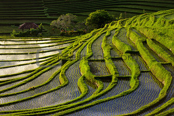 Green Terraced Rice Field in Bali, Indonesia