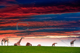 giraffes resting in the sunset