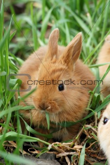 small red rabbit sit at the grass and has breakfast