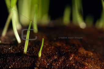 grass sprouts