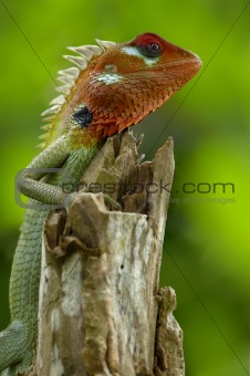 Male green garden lizard