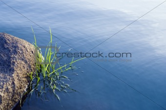 Stones and grass in water surface