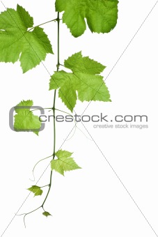 grape-leaves
