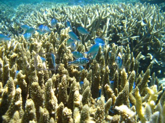 Photo of a coral colony