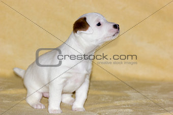 Puppy of jack russell terrier