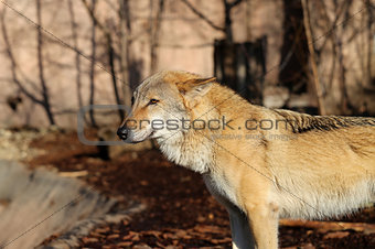 beautiful photo of a wolf