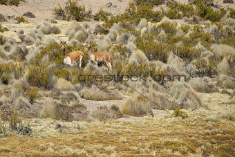 Wildlife of the Altiplano