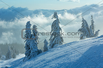 Snowy fir trees on morning winter mountain slope.