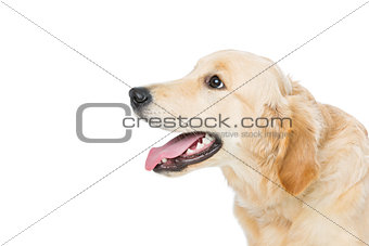 Young beautiul golden retriever dog