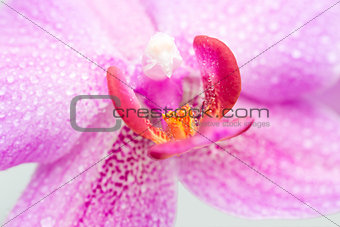 Blooming purple orchids flower with drops of water. Phalaenopsis