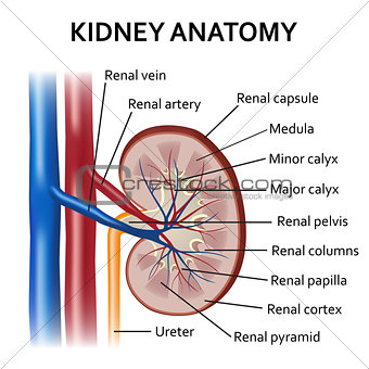 Human kidney anatomy.