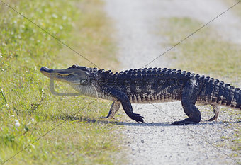 Florida Alligator Walking