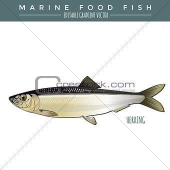 Herring. Marine Food Fish