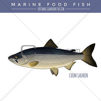 Chum Salmon. Marine Food Fish