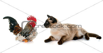 rooster and siamese cat