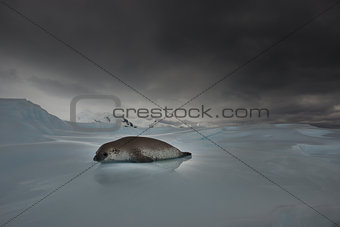 Crabeater seals on the ice.