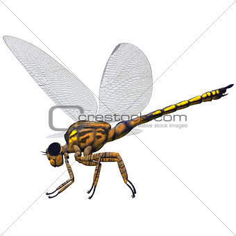 Meganeura Dragonfly Side Profile