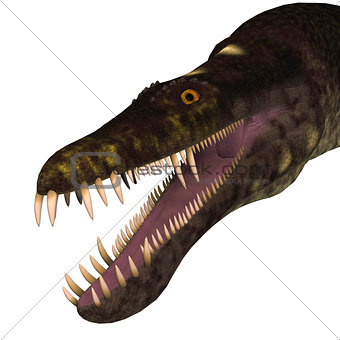 Nothosaurus Dinosaur Head