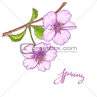 floral card with cherry blossoms, flowers composition, hand drawn vector illustration