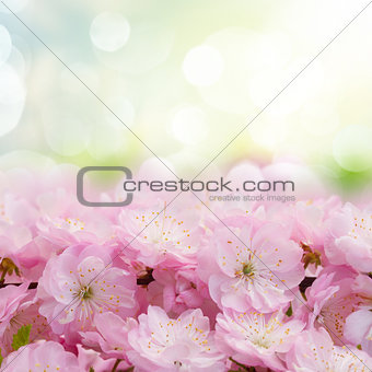 Blossoming pink tree Flowers