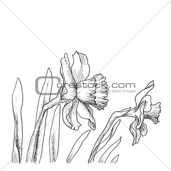 Narcissus flowers hand drawn style