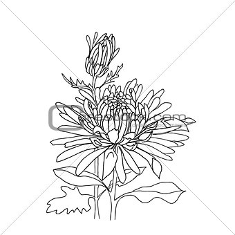Flower hand drawn aster