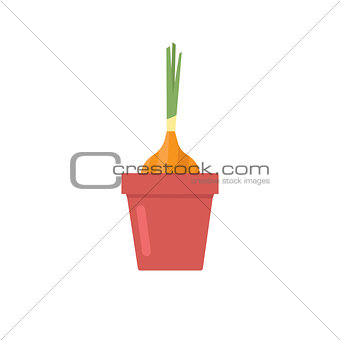 Onion In Flower Pot