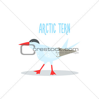 Arctic Tern Vector Illustration