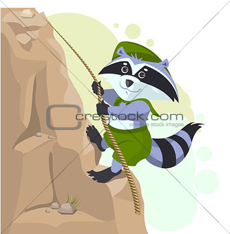 Climber descending rope. Scout raccoon climbs rock