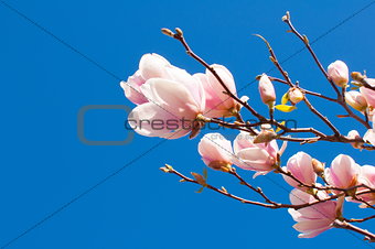 Spring Magnolia Flowers and Blue Sky