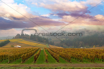 Vineyard in Dundee Oregon