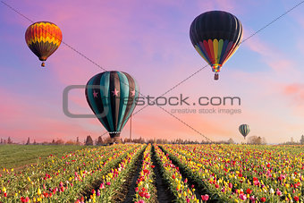 Hot Air Balloons at Tulip Fields