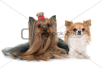 adult yorkshire terrier and chihuahua