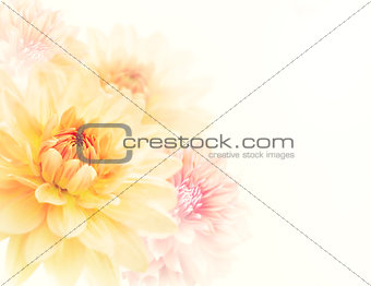 Dahlia Flowers Background