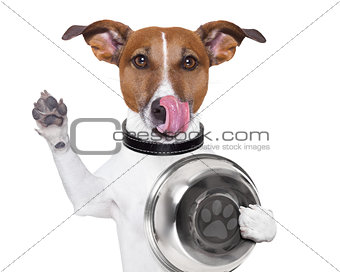 Hungry dog with bowl 